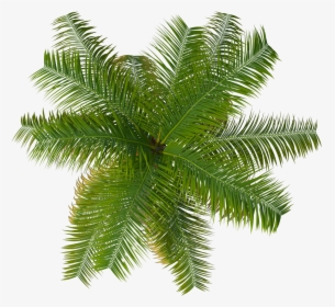 Palm Tree Top Png Image - Palm Tree Png Top View, Transparent Png, Free Download