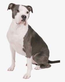 Pit Bull, HD Png Download, Free Download