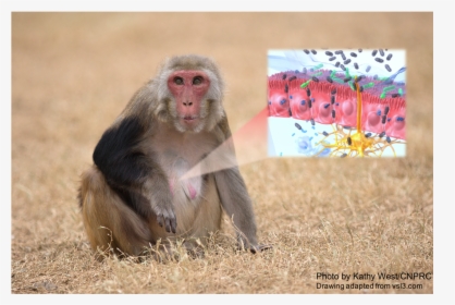 Japanese Macaque, HD Png Download, Free Download