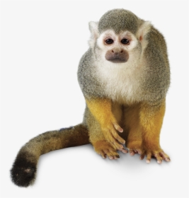 Rainforest Animals Png - Squirrel Monkey No Background, Transparent Png, Free Download