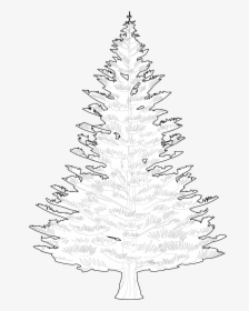 Transparent Pine Trees Outline, HD Png Download, Free Download