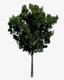 Tree Top Png - Trees In Elevation Png, Transparent Png, Free Download