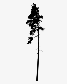 Dead Pine Tree Silhouette, HD Png Download, Free Download