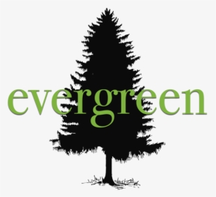 Evergreen No Bg - White Pine, HD Png Download, Free Download