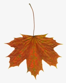 Leaves Autumn Leaves Clipart Png Image, Transparent Png, Free Download