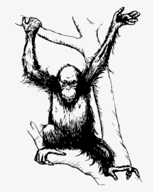 Chimp Drawing Orangutan Transparent Png Clipart Free - Orang Utan Black And White, Png Download, Free Download