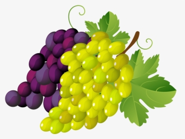 Painted Grapes Png Clipart - Grapes Clipart, Transparent Png, Free Download