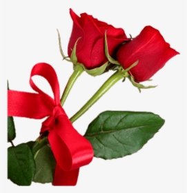 Bud - Red Rose On White Wood Hd Background, HD Png Download, Free Download
