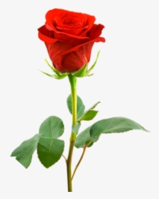 Love Gift Three Rose Png Collection - Single Red Rose Hd, Transparent Png, Free Download