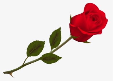 Transparent Beautiful Red Rose Png Picture Png Download - Red Rose Png Transparent, Png Download, Free Download