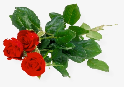 Bunch Of Roses Transparent Background, HD Png Download, Free Download