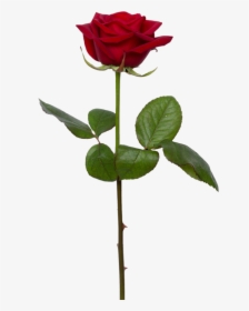 Single Rose Png Image Transparent Background Download - Transparent Background Rose Png, Png Download, Free Download