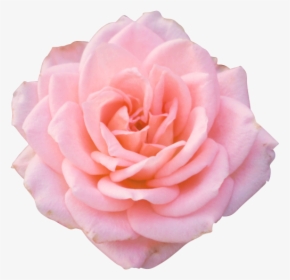 Pink Rose Png Hd Free Download Searchpng - Pink Rose Blooming Gif, Transparent Png, Free Download