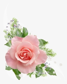 Single Pink Rose Png - Clip Art Pink Flowers No Background, Transparent Png, Free Download