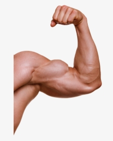 Muscle Hand Png Image With Transparent Background - Transparent Background Muscle Png, Png Download, Free Download