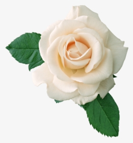 White Rose Png Free Image - White Rose Png, Transparent Png, Free Download