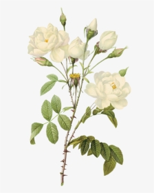 Water Color White Roses - White Rose Illustration Png, Transparent Png, Free Download