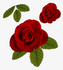 Leaf Roses Png - Red Rose, Transparent Png, Free Download