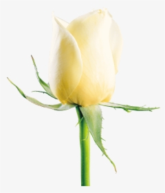 White Rose Png Image Free Download - White Rose Image Download, Transparent Png, Free Download