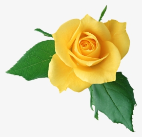 Download Yellow Rose Png Clipart - Happy Mother's Day 2017, Transparent Png, Free Download