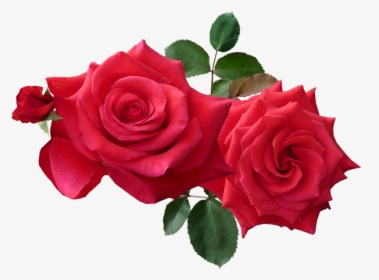 China-rose - Rose Png, Transparent Png, Free Download