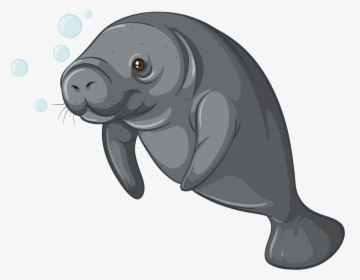 Walrus Clipart Transparent Background Sea Creature - Manatee Vector, HD Png Download, Free Download