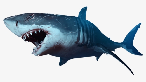 Shark - Shark Transparent Background, HD Png Download, Free Download