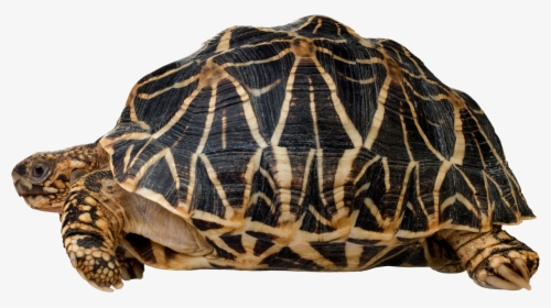 Turtle Png Clip Art - Indian Star Tortoise Png, Transparent Png, Free Download