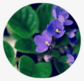 Round Violets, HD Png Download, Free Download