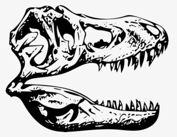 Transparent T Rex Head Png - Cabeza De Tiranosaurio Rex Esqueleto, Png Download, Free Download
