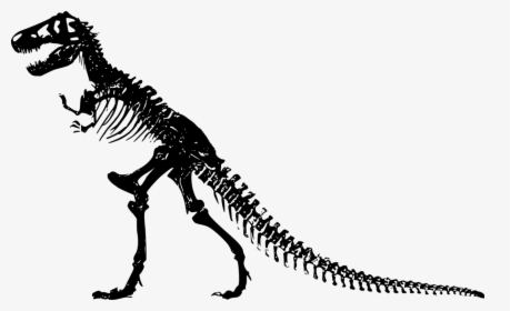 Jurassic Park T Rex Skeleton, HD Png Download, Free Download