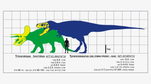 T Rex Ve Triceratops Svg Hebrew - Tyrannosaurus Rex Size, HD Png Download, Free Download