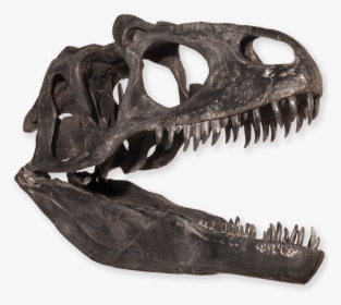 Dinosaur Skull Png - Find Your Fossil Bones Dinosaur Names, Transparent Png, Free Download