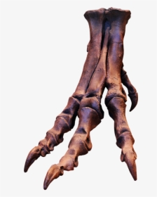 Trex, Skeleton, Bones, Foot, Ungal, Claws, Dinosaur - Dinosaur Skeleton Foot, HD Png Download, Free Download