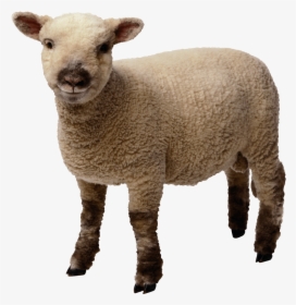 Baby Sheep Standing - Sheep Transparent Background, HD Png Download, Free Download