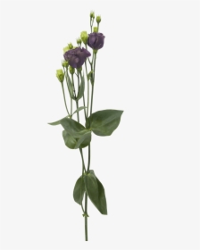 Lisianthus Rosanne Black Pearl - Cut Flowers, HD Png Download, Free Download