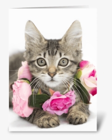 I Love Lucy Kitten Greeting Card - Tabby Cat, HD Png Download, Free Download