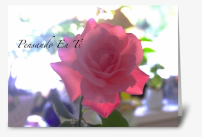 Pensando En Ti/thinking Of You Greeting Card - Garden Roses, HD Png Download, Free Download