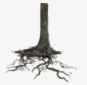 Go To Image - Tree With Root Png, Transparent Png, Free Download