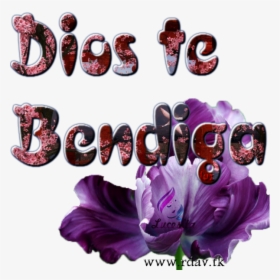 Фиолетовый Цвет, HD Png Download, Free Download