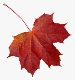 Leaf, Clone, Maple, Autumn, Red, Nature, Colorful - Clone Leaf, HD Png Download, Free Download