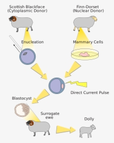 Animal Genetic Modification Process, HD Png Download, Free Download