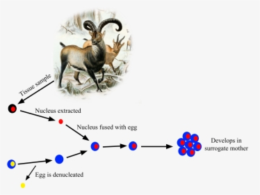 Pyrenean Ibex De Extinction, HD Png Download, Free Download