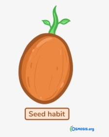 Tomato, HD Png Download, Free Download
