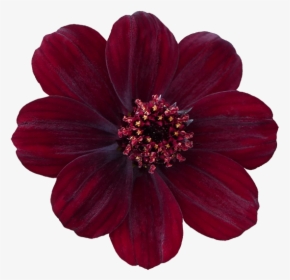 Clip Art Flower Png For - Chocolote Cosmos, Transparent Png, Free Download