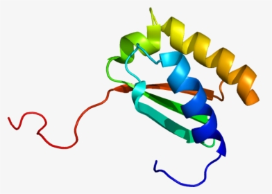 Protein Rps3 Pdb 1wh9 - 40s Ribosomal Protein 23, HD Png Download, Free Download