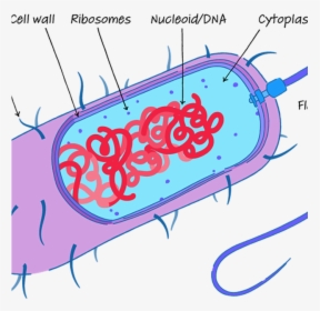 Transparent Cell Membrane Png - Cytoskeleton Diagram, Png Download, Free Download