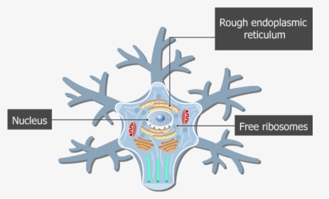 An Image Showing The Neuron Cell Body And It"s Structures - Endoplasmic Reticulum Of A Neuron, HD Png Download, Free Download
