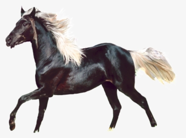 Aesthetically Beautiful Horse Png - Stallion, Transparent Png, Free Download