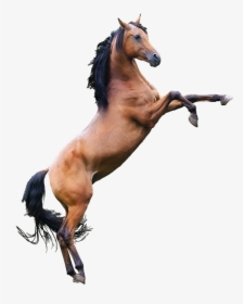 Transparent Mustang Horse Png - Pferd Auf Zwei Beinen, Png Download, Free Download